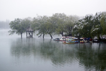 春柳雪景