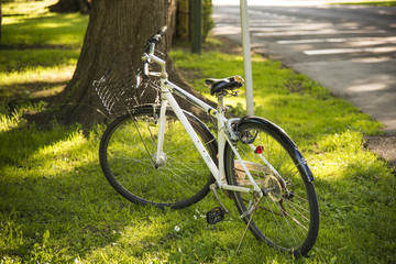 阳光草坪上的自行车