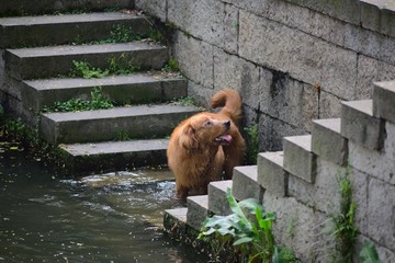 河埠戏水的金毛狗