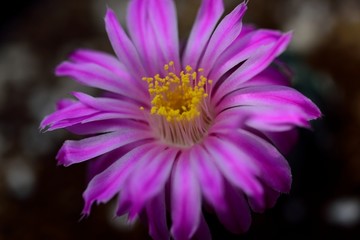 仙人球花特写