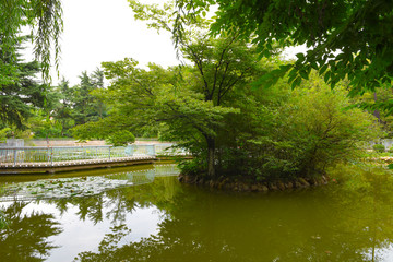 公园树林 池塘