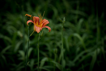 百合花