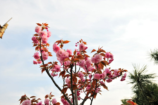 樱花  樱花树