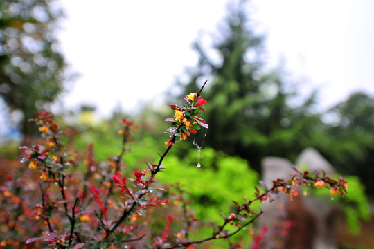 雨后树木