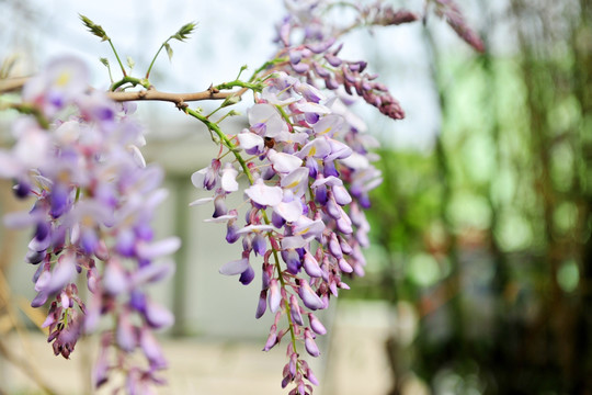 紫藤花 紫色花