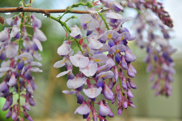 园林景观 紫藤花开