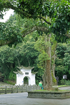 和顺水碓村古树