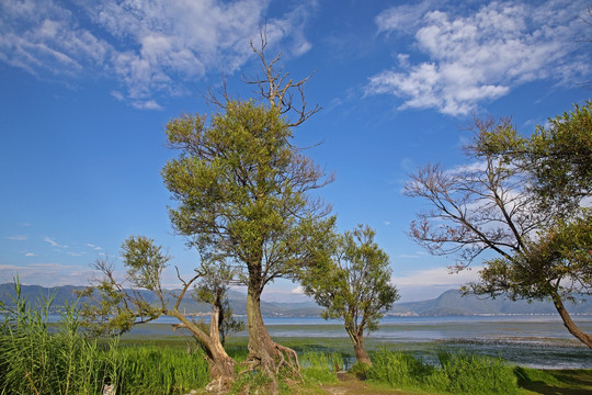 洱海湿地风光