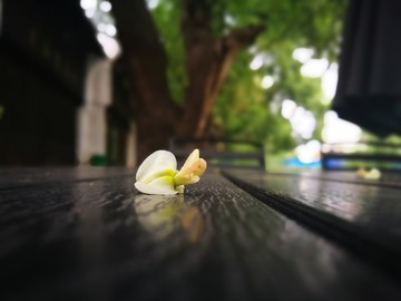 落在桌面上的槐花