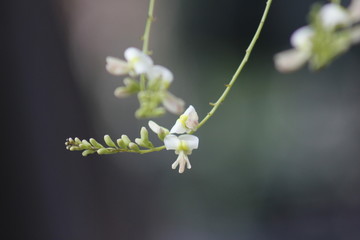 枝头上的槐花