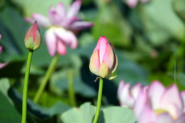 荷花 莲花 花 花卉