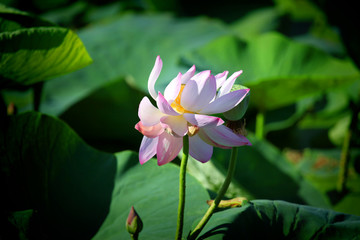 荷花 莲花