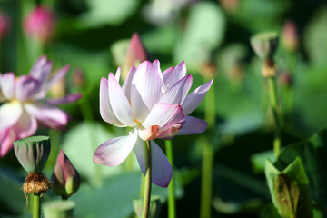 荷花 莲花