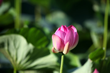 荷花 莲花 花 花卉