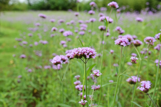 紫花背景