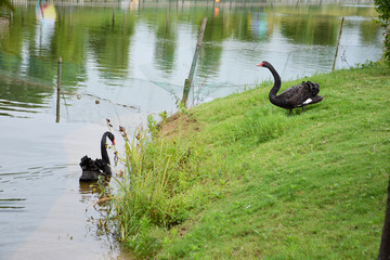 池塘边的黑天鹅