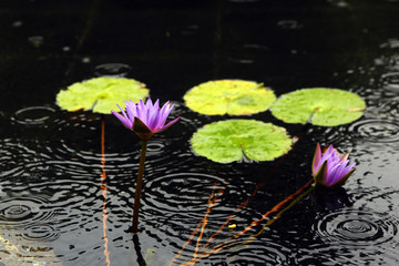 睡莲 莲花