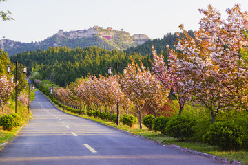 开满樱花的公路