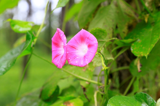 牵牛花