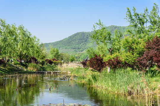 石塘竹海乡村风光