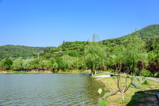 石塘竹海乡村风光