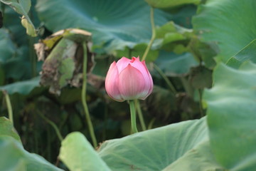 深圳大鹏夏日田园风光荷花