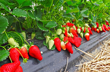 红草莓素材 高清草莓果