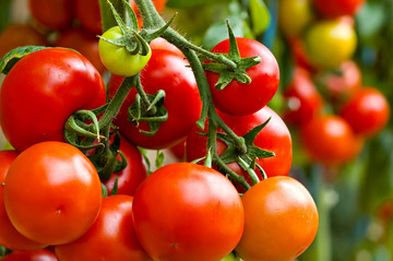 西红柿 番茄种植