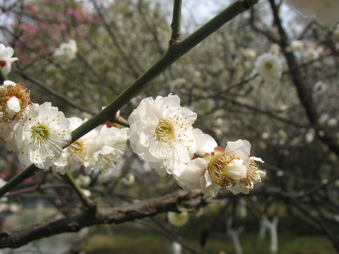 白梅花