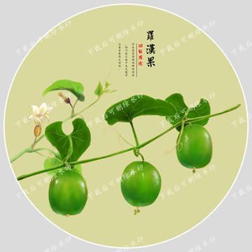 羅漢果手繪 羅漢果包裝