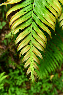 蕨类植物