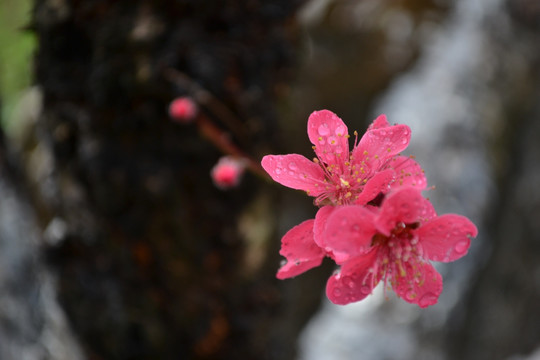 桃花