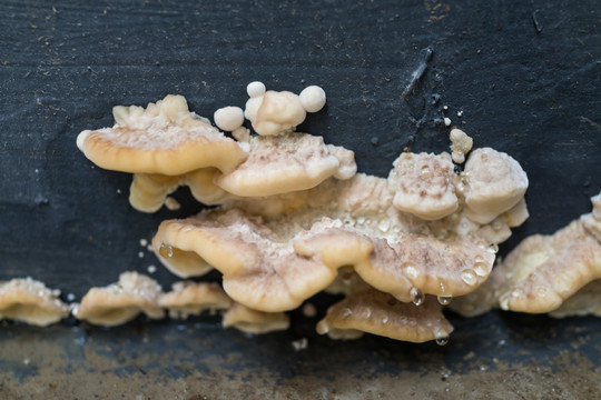 菌类 潮湿墙面的菌 蘑菇 菌子