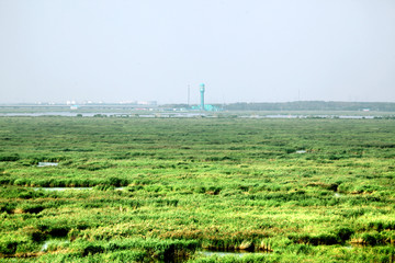 湿地 芦苇 沼泽