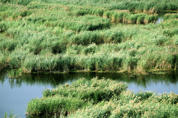 湿地 芦苇 沼泽 自然