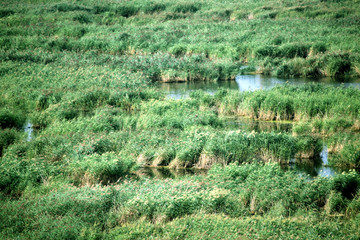 湿地 芦苇 沼泽