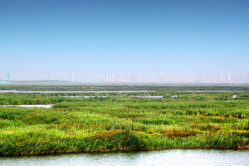 湿地 芦苇 沼泽 自然