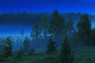森林夜雾