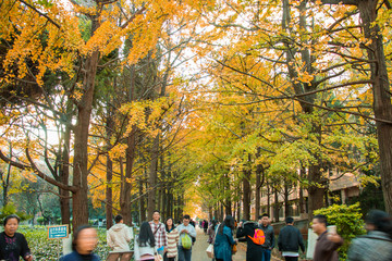 云南昆明大学枫叶美景