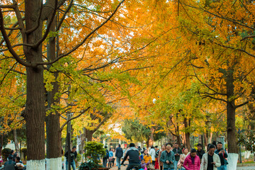 云南昆明大学枫叶美景