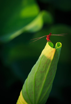 荷花