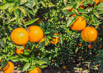 橙树 橙子果实 橙子素材