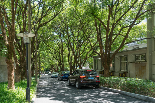 绿荫下的道路