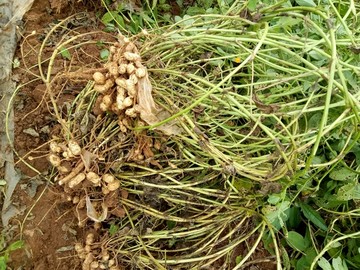 花生 花生秧 拔花生