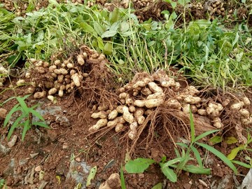 花生 花生秧 拔花生