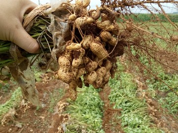 花生 花生地 拔花生