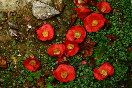 落花满地