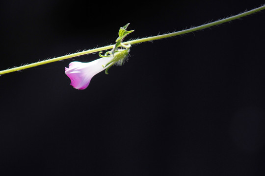 牵牛花开