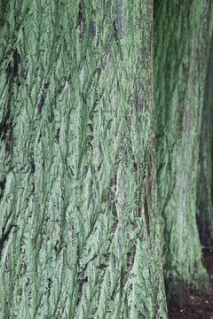 绿色青苔树皮纹理背景