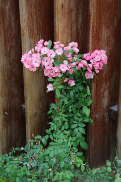 篱笆笆墙边的锦带花